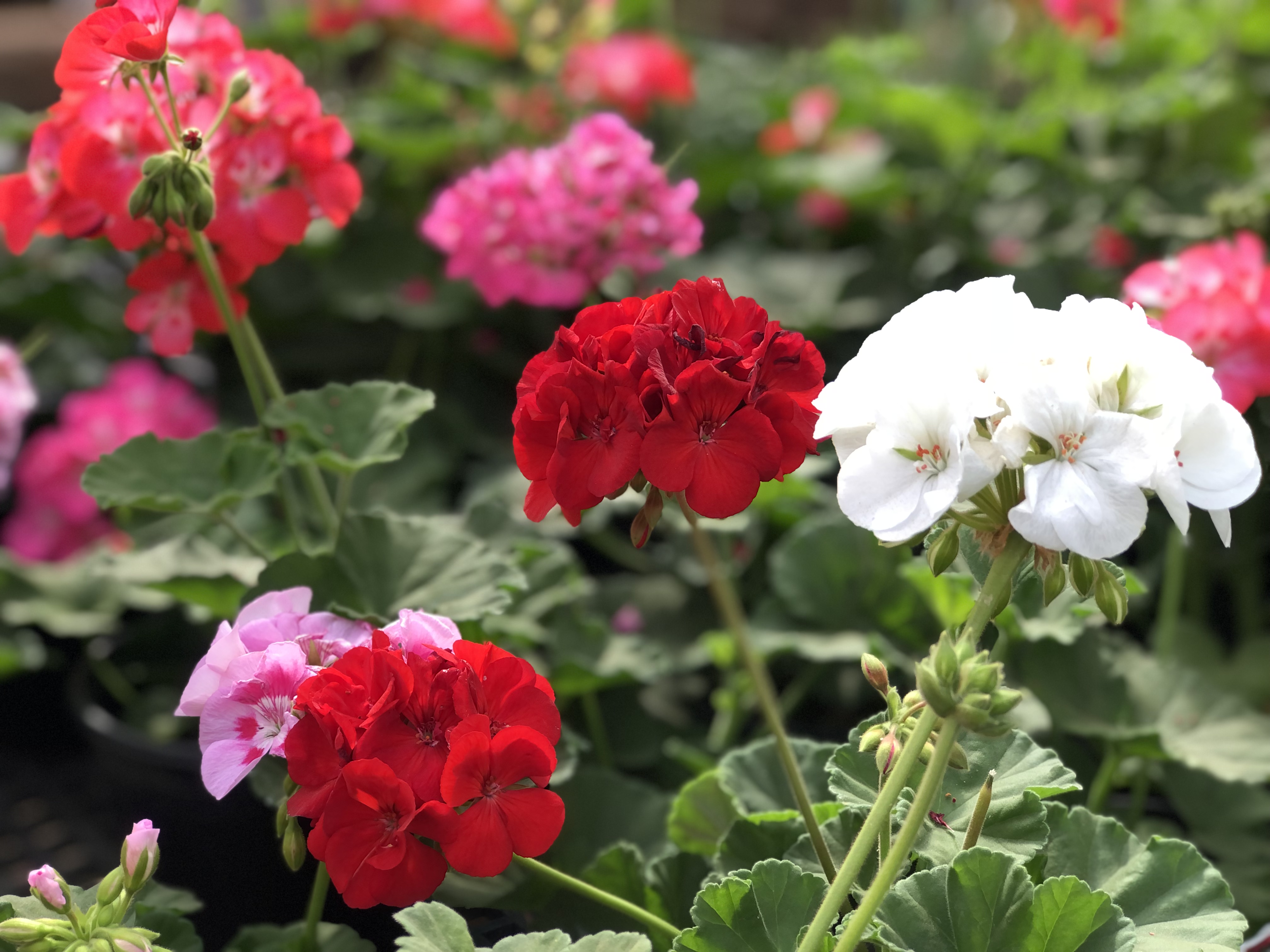 red and white flowers closeup