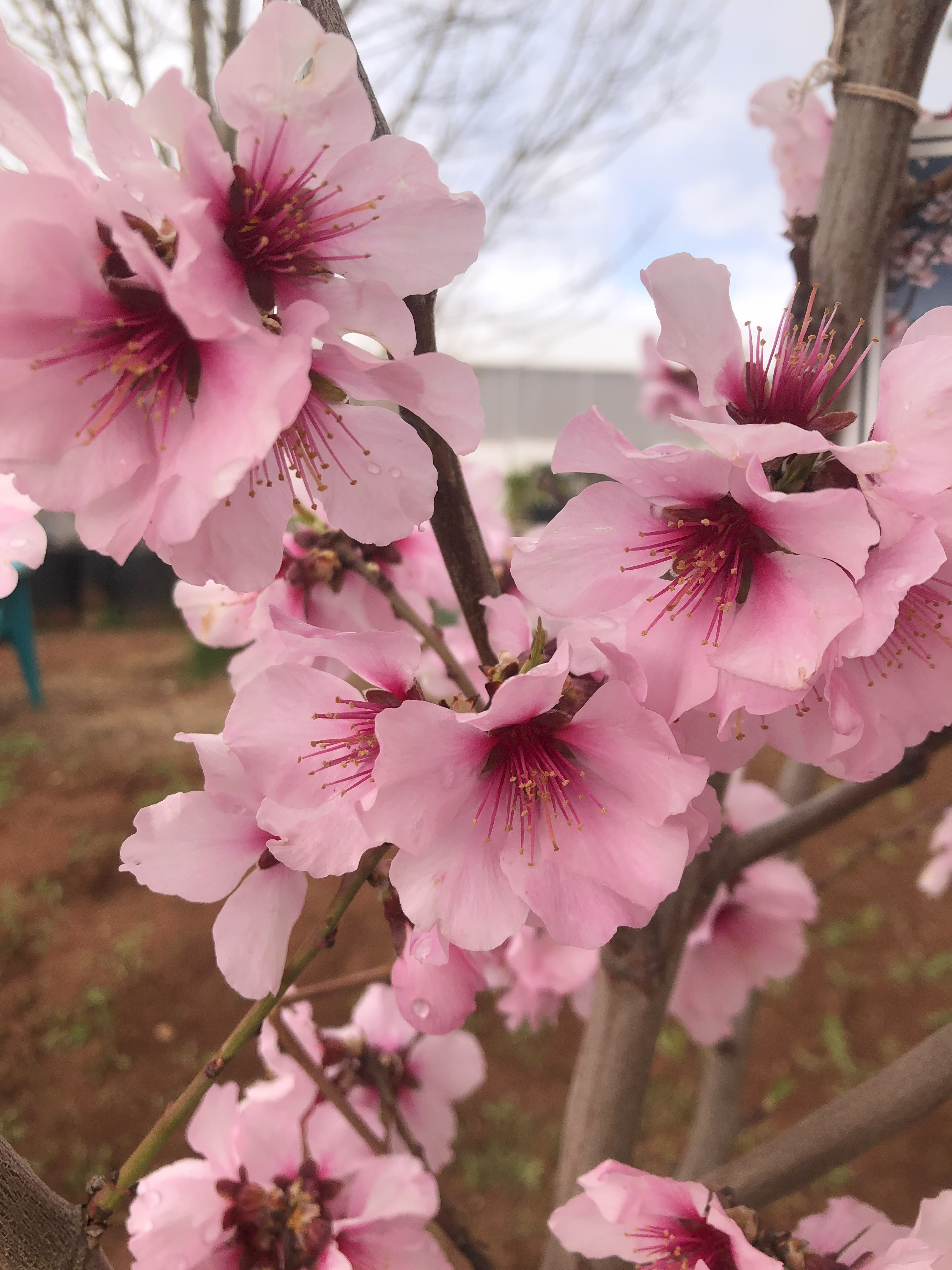 Fruit Trees and Shade Trees 18