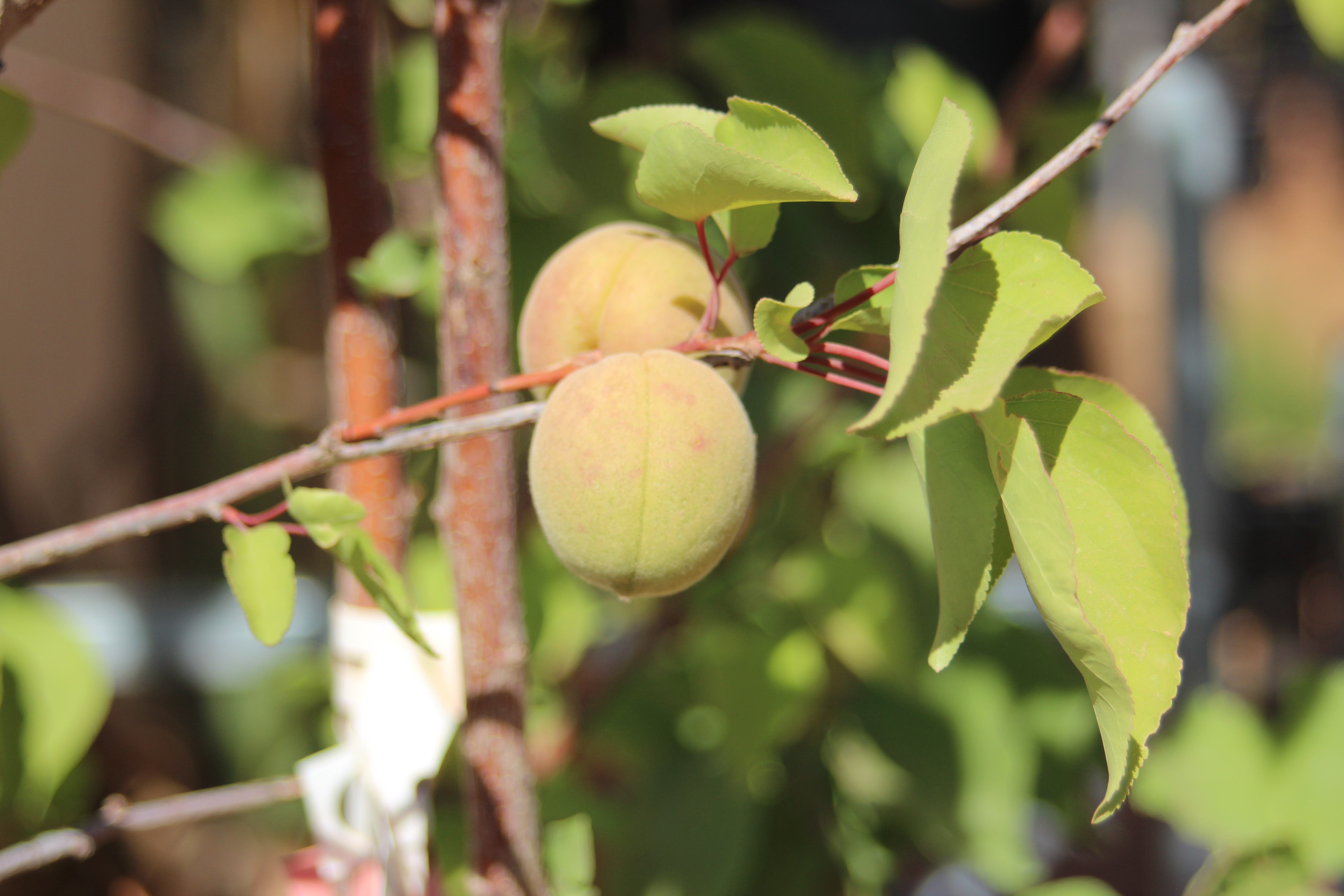 Fruit Trees and Shade Trees 21