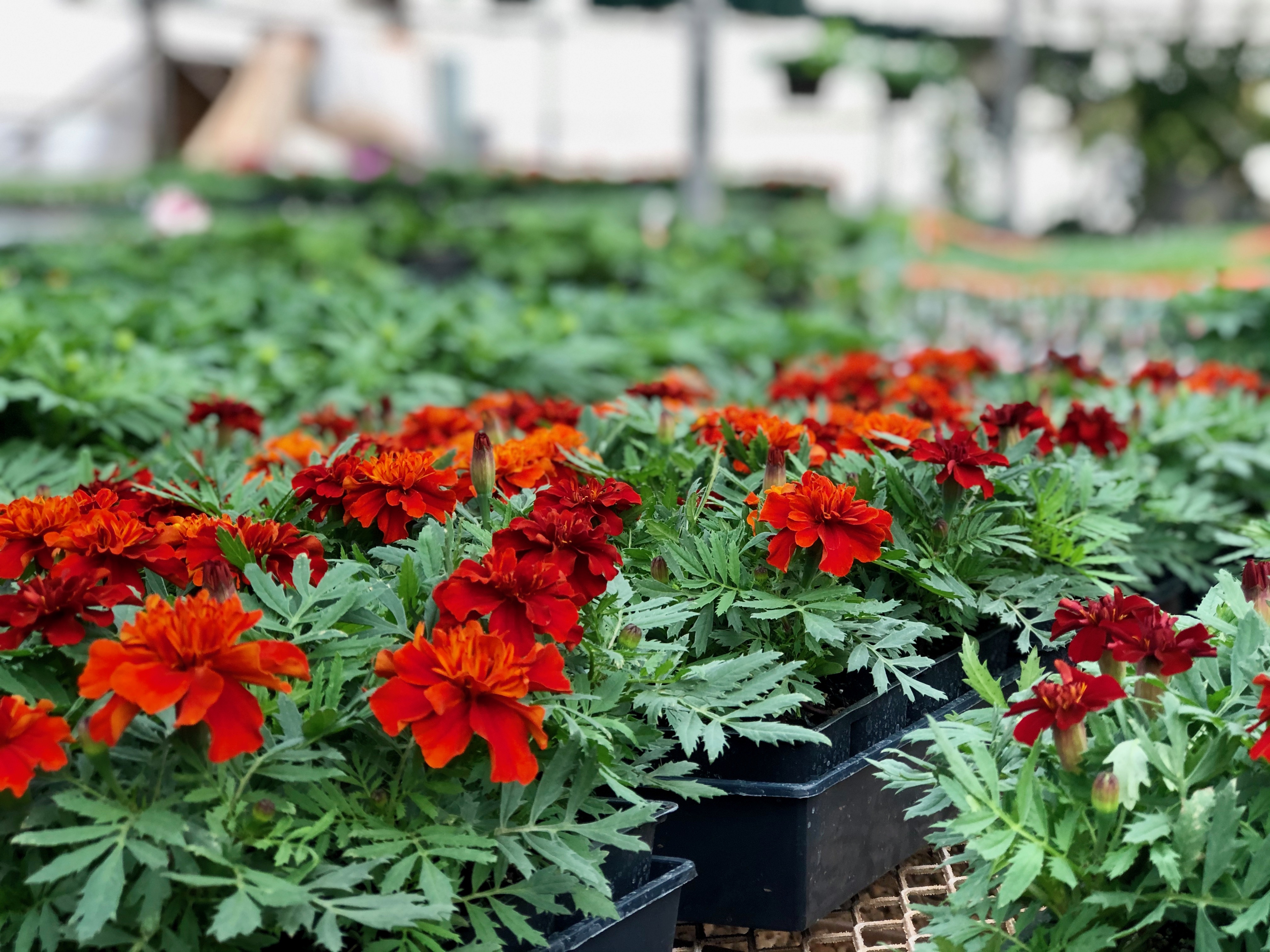 blooming flowers at sandia greenhouse