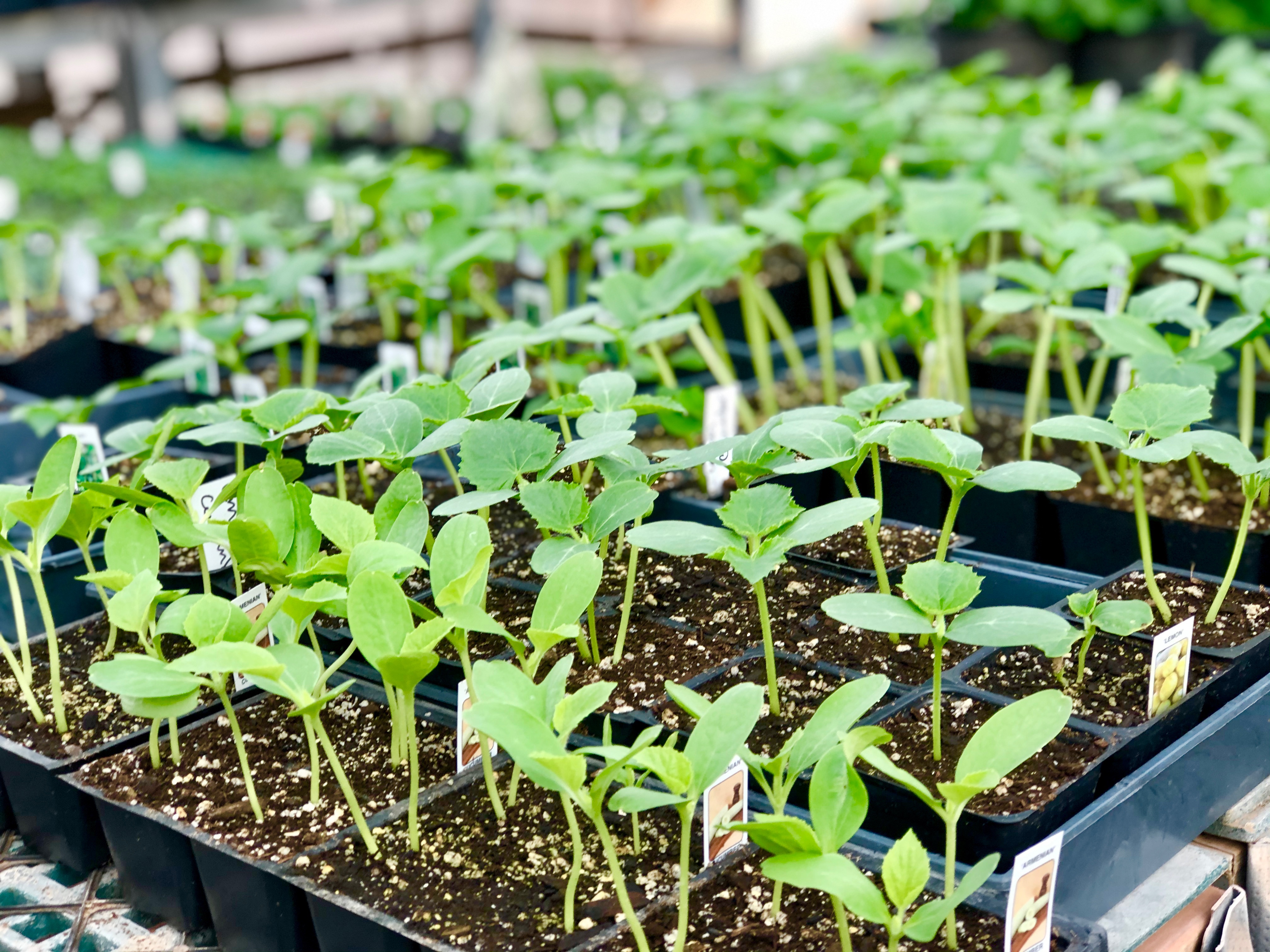 plant sprouts at sandia greenhouse