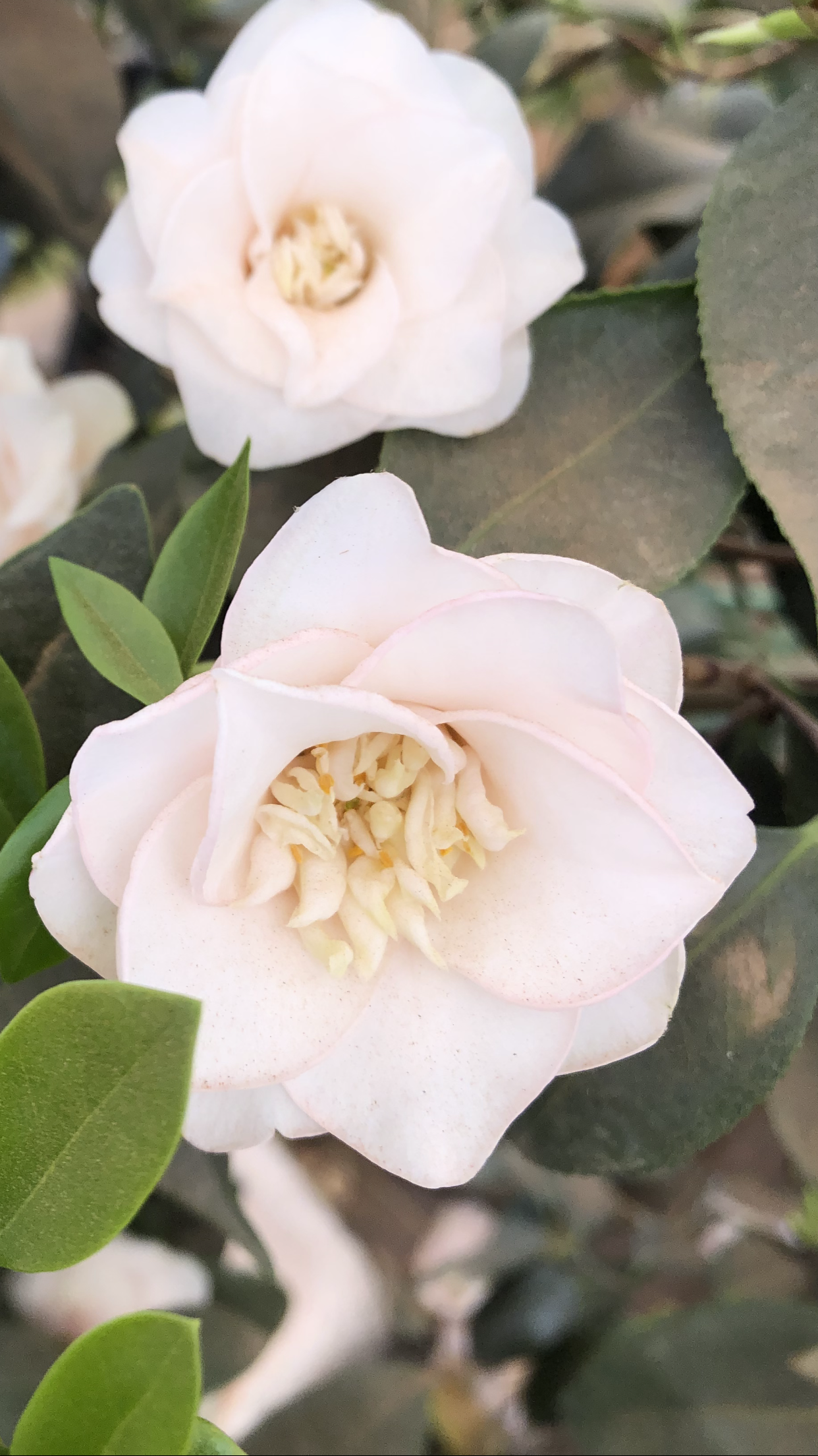 white flower closeup