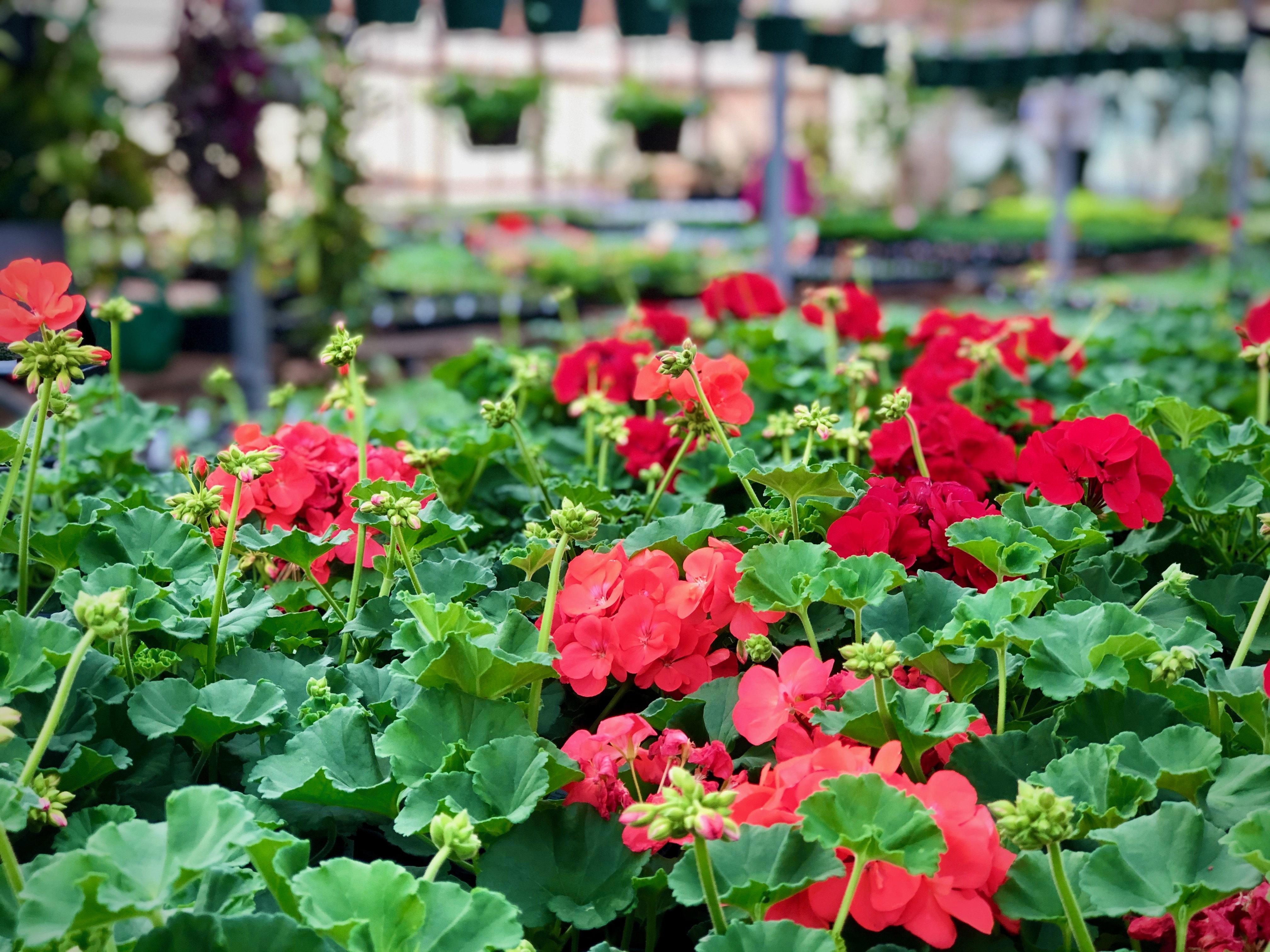 red flowers at sandia greenhouse