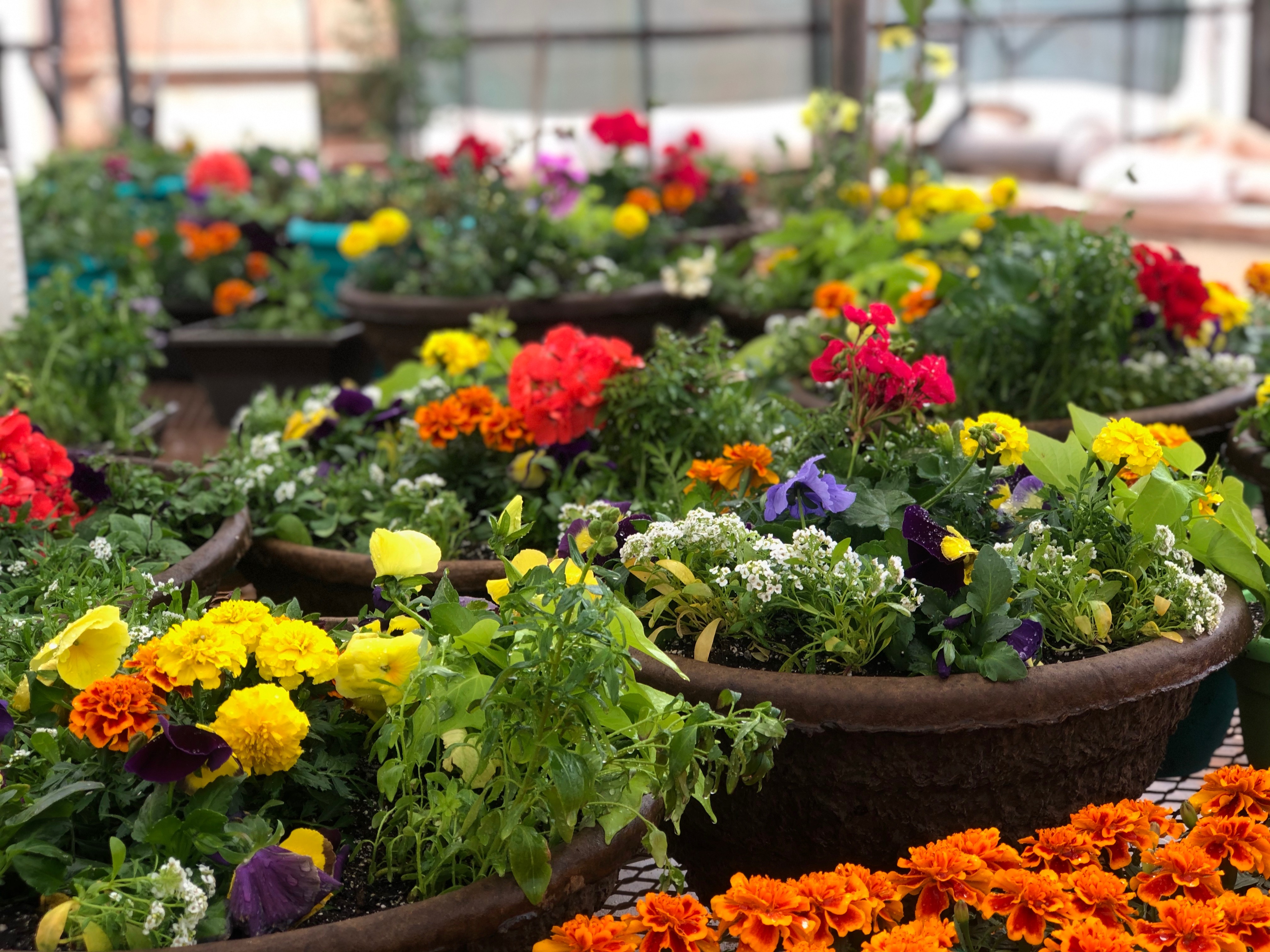 blooming flowers at sandia greenhouse