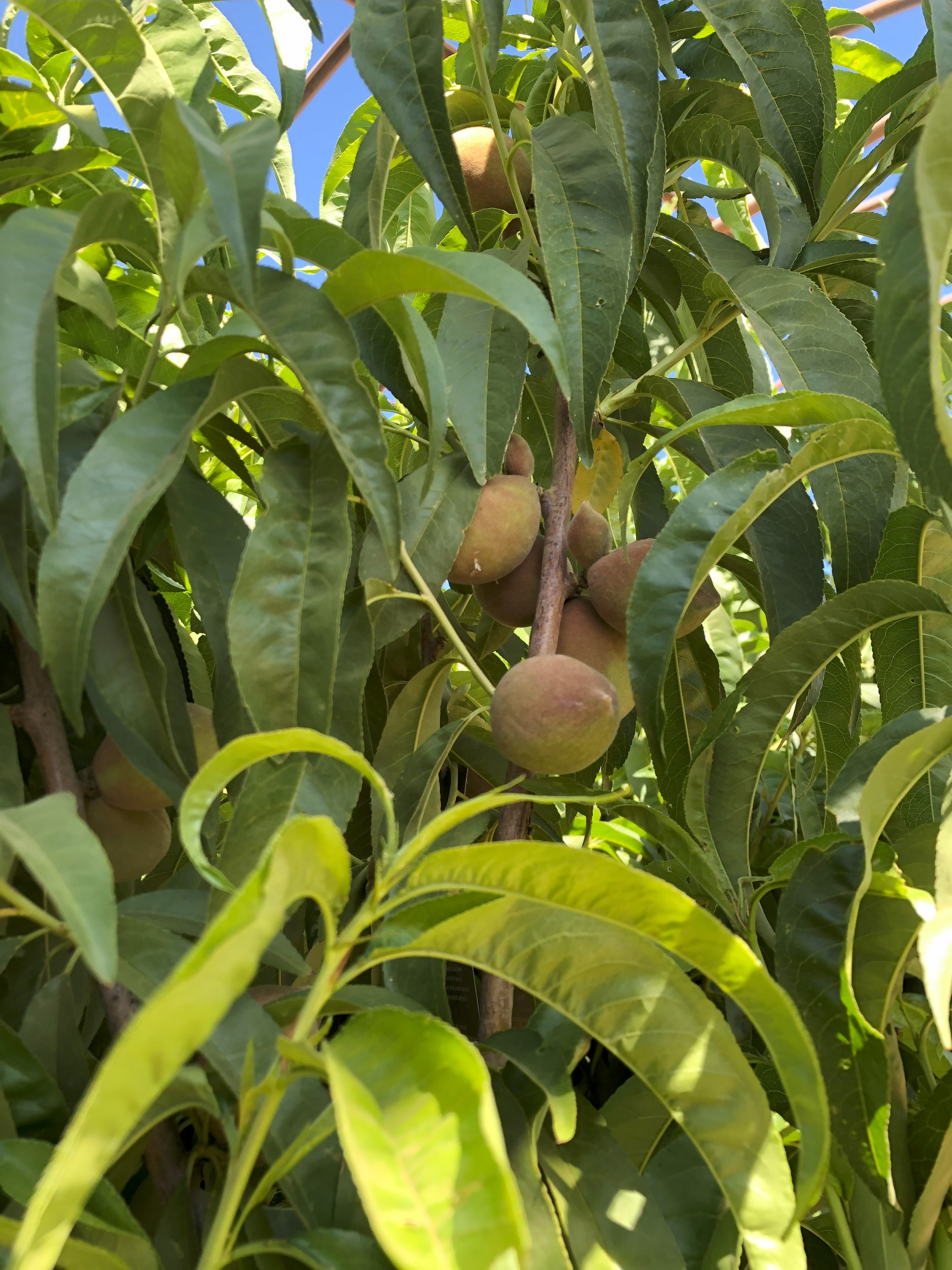 Fruit Trees and Shade Trees 12