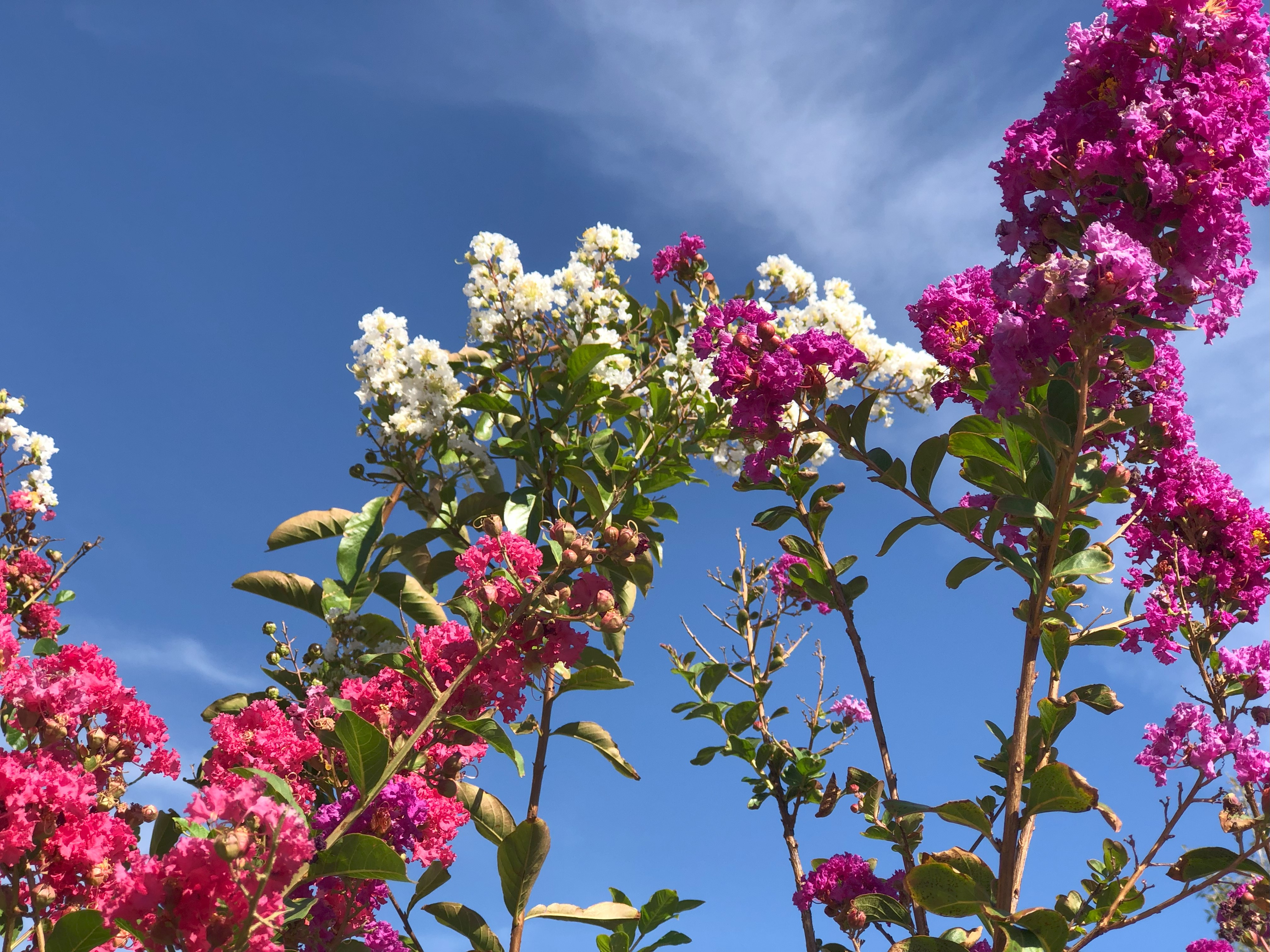 Fruit Trees and Shade Trees 8