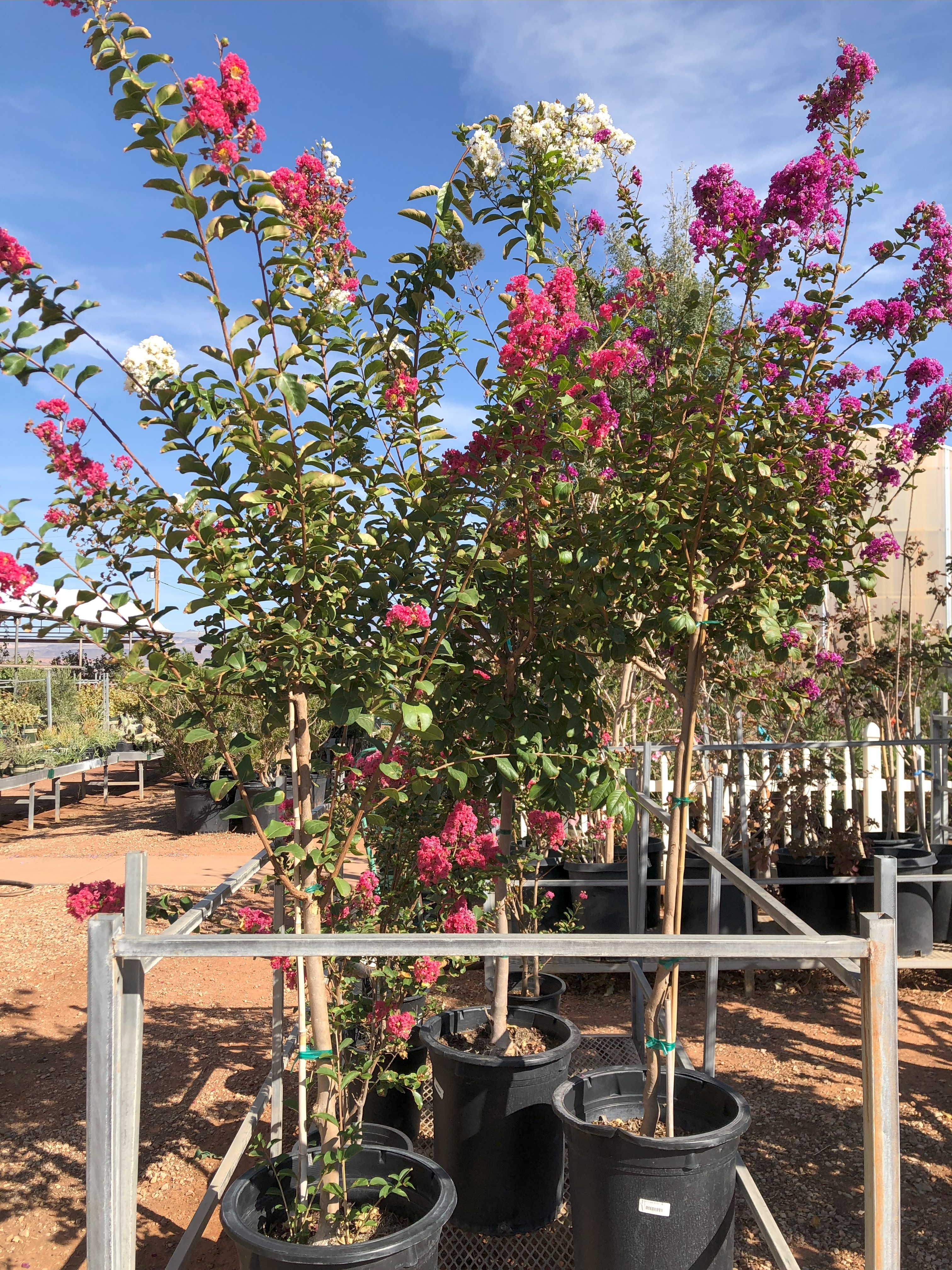 Fruit Trees and Shade Trees 7