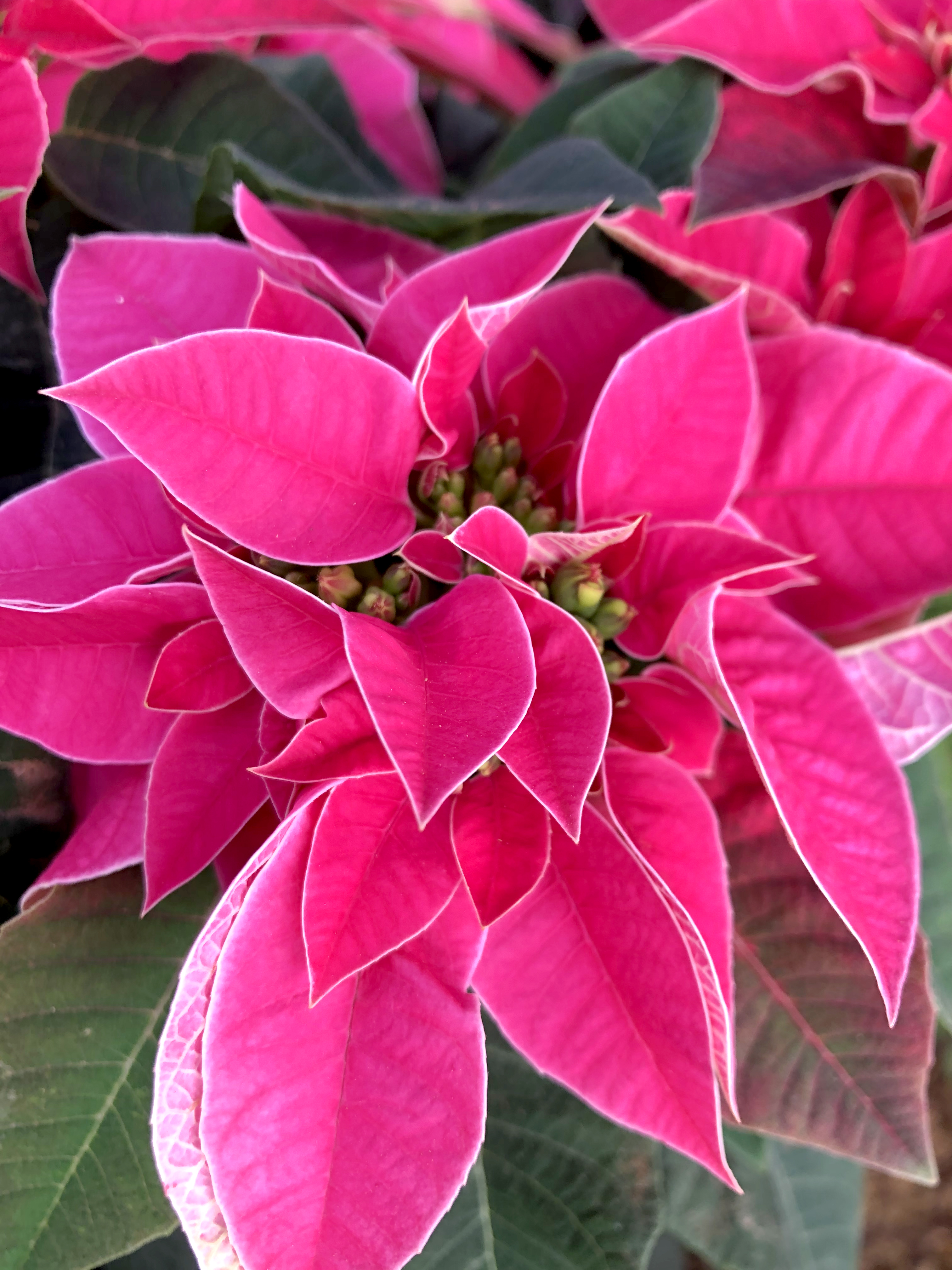 Poinsettias 1