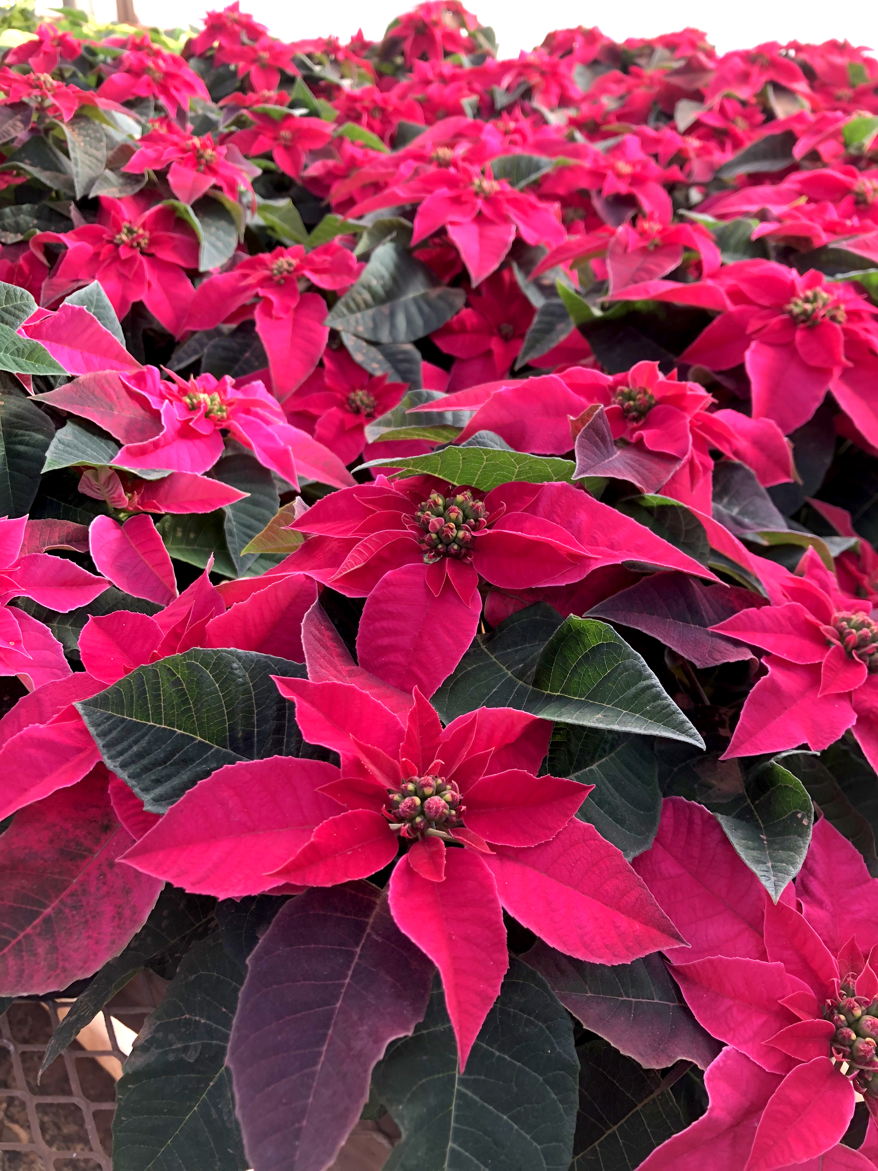 Poinsettias 2