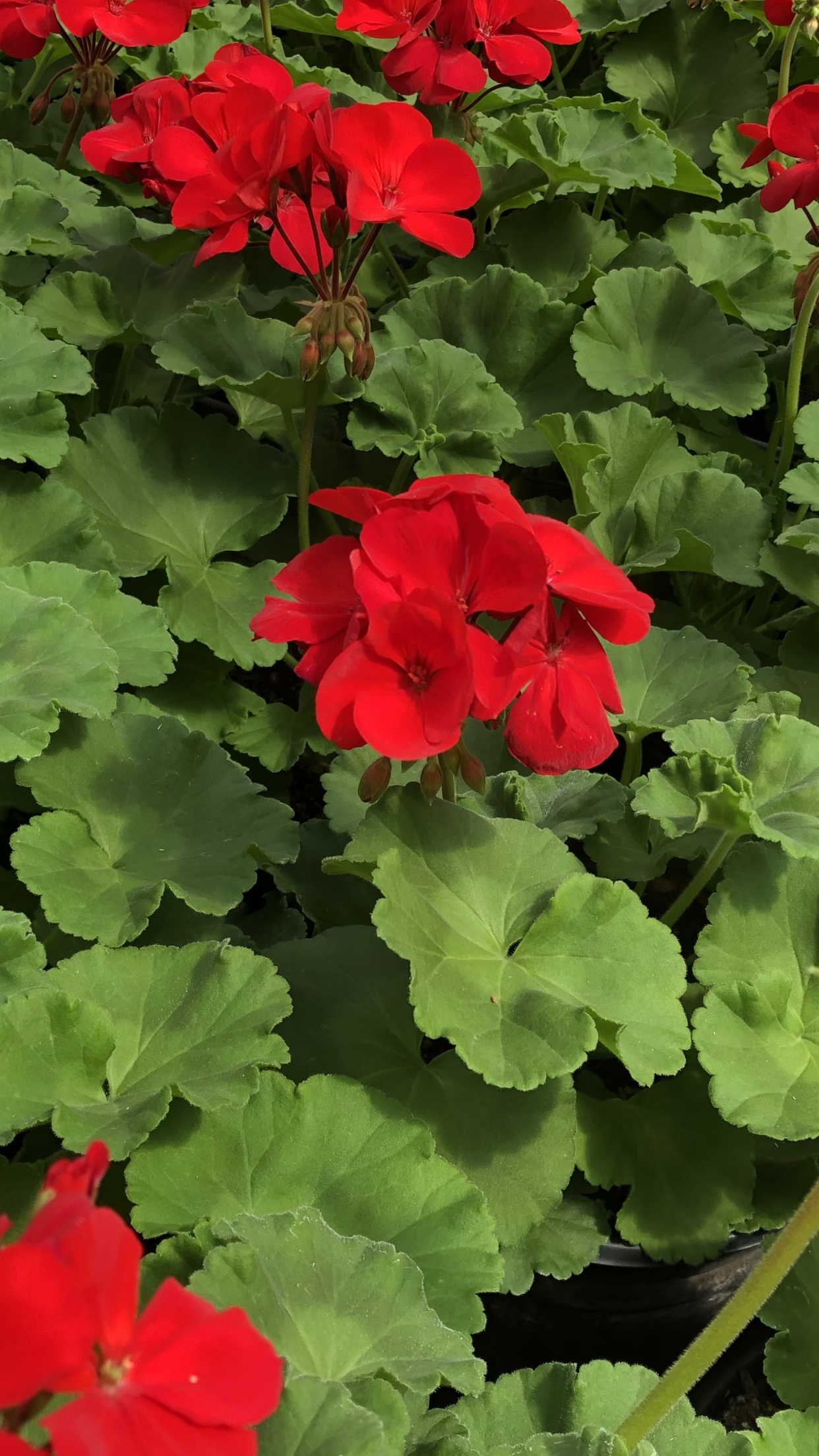 Geraniums 4