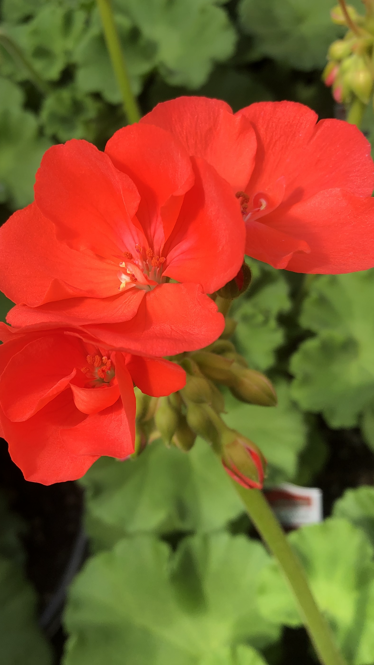 Geraniums 5