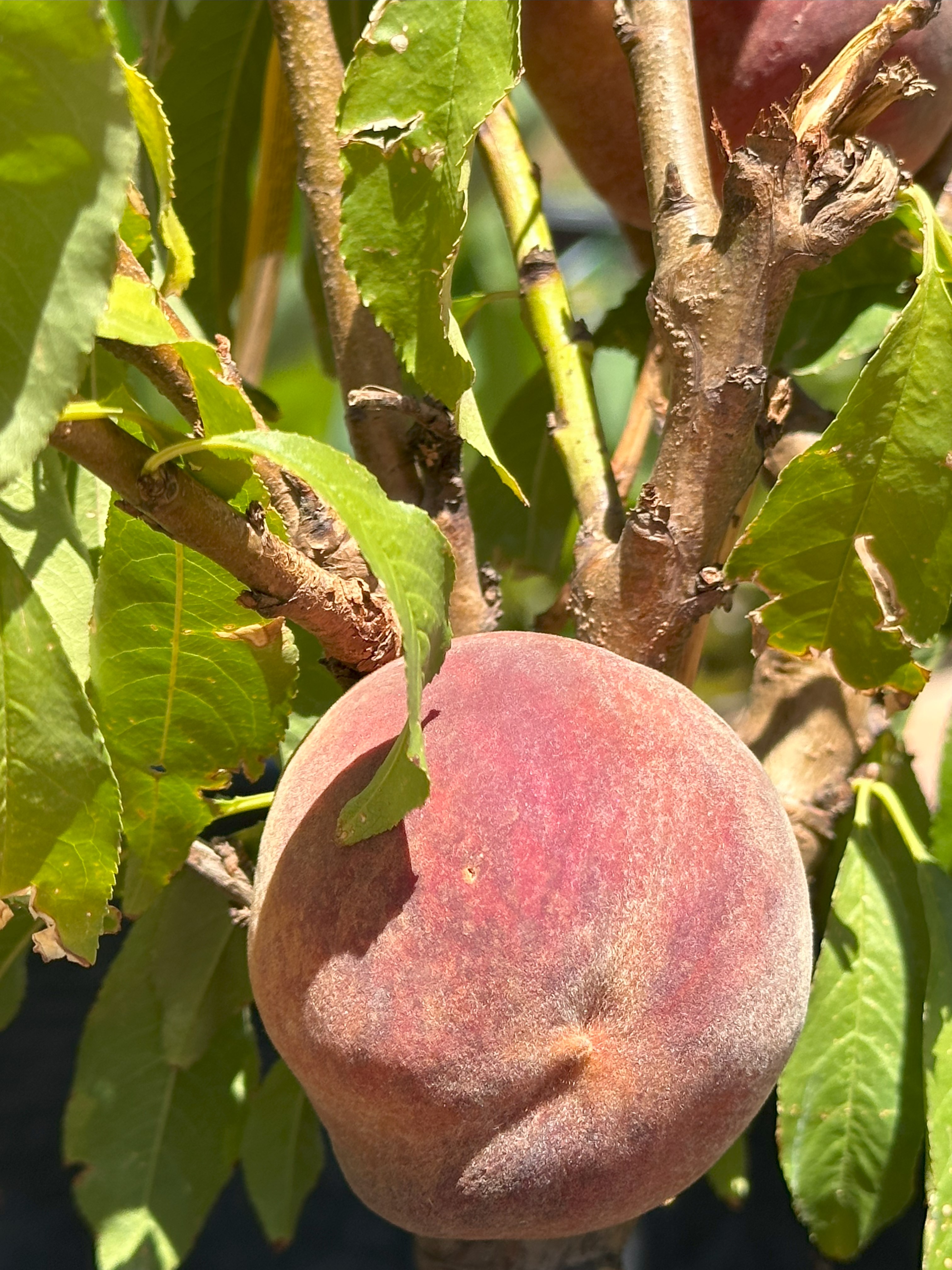 Fruit Trees and Shade Trees 2