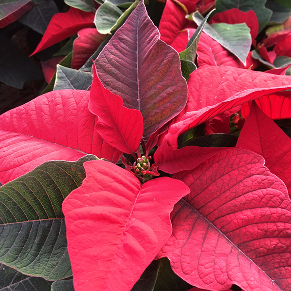 Poinsettias 3