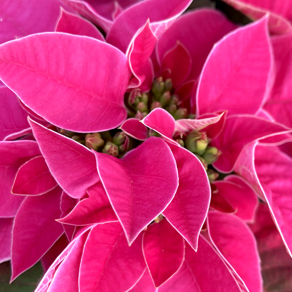 Poinsettias 5