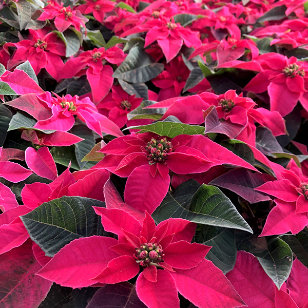 Poinsettias 6