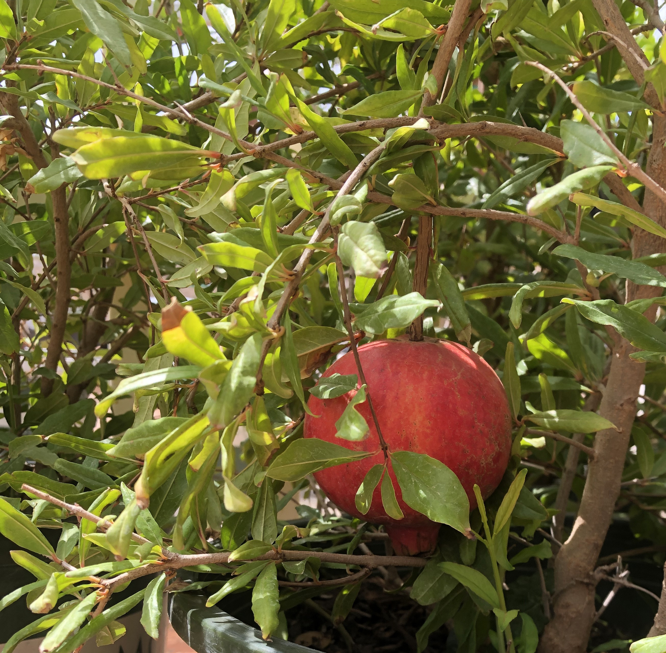 Fruit Trees and Shade Trees 23