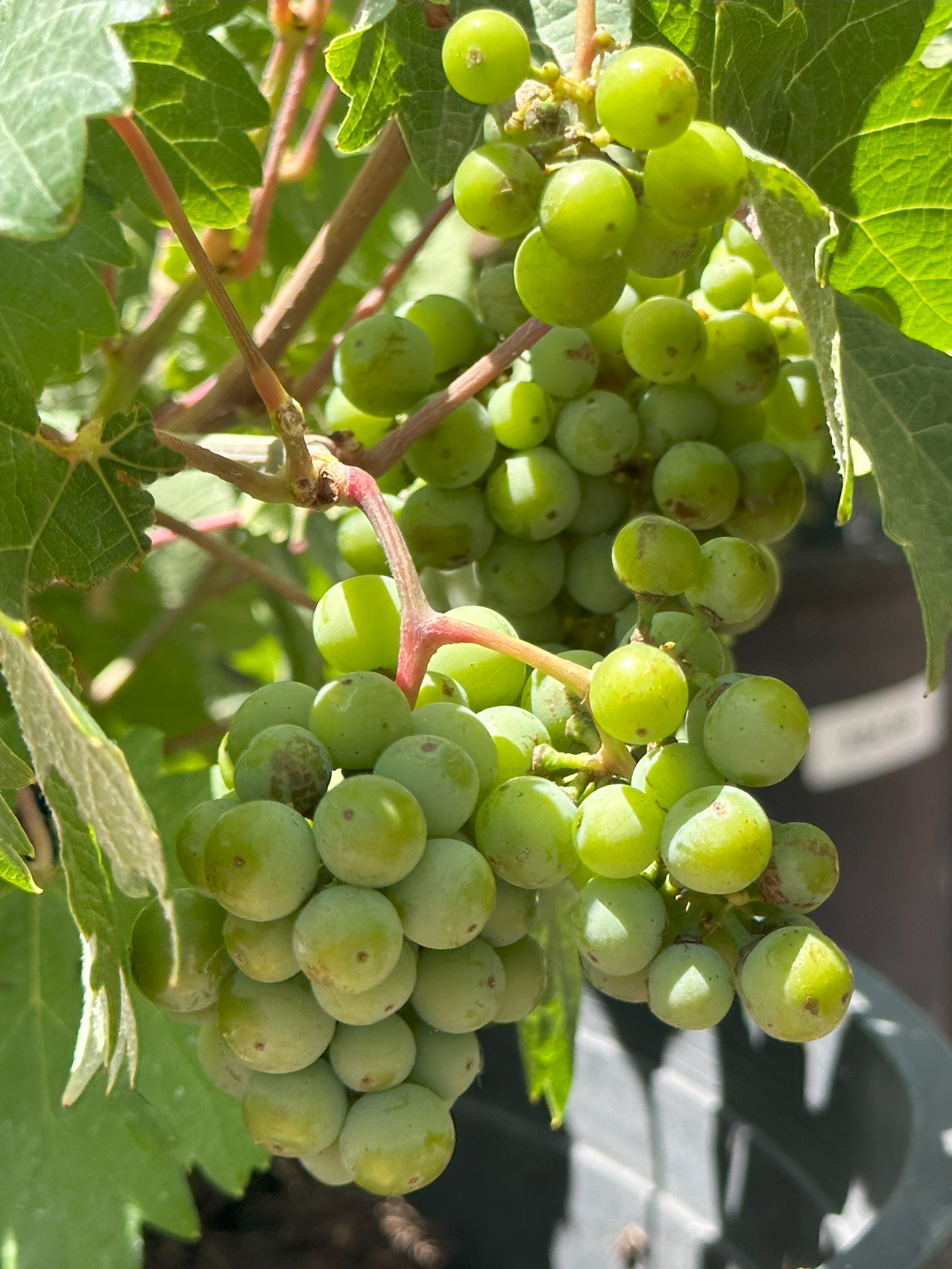 Fruit Trees and Shade Trees 1