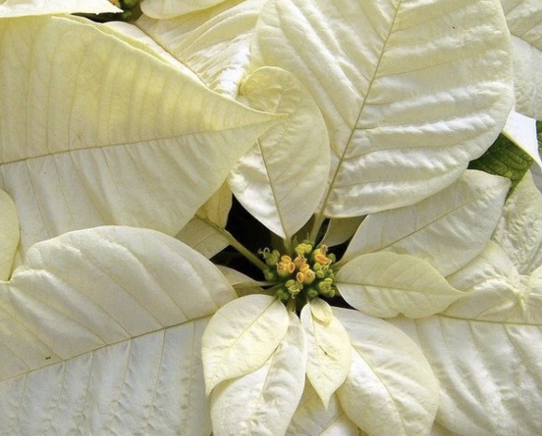 Poinsettias 7